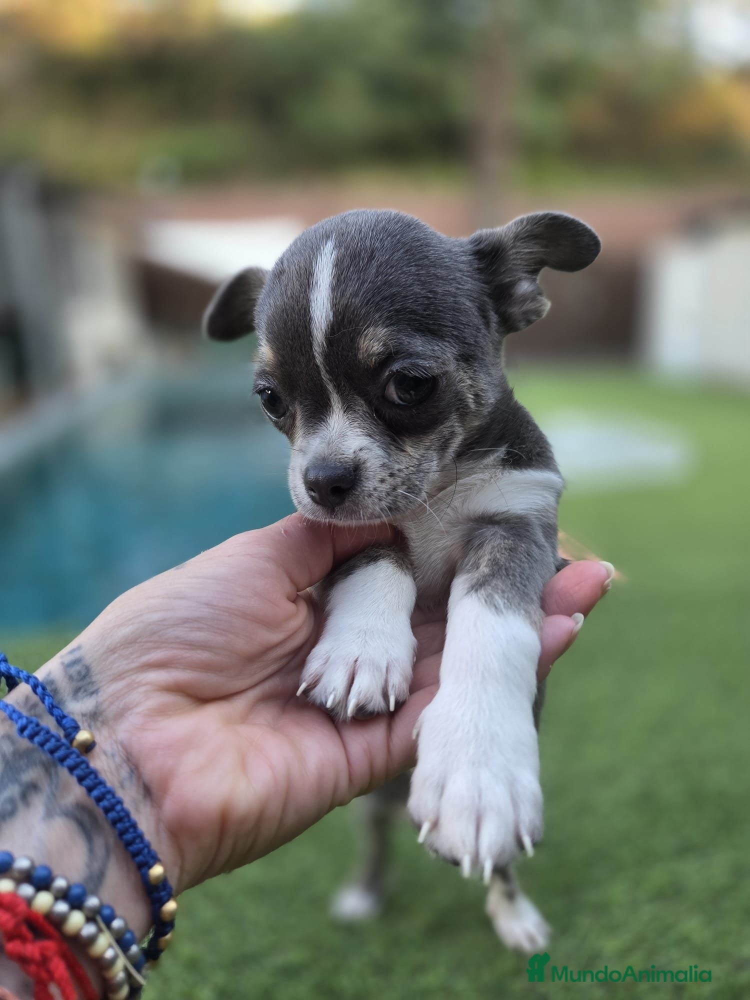Chihuahua perros Chihuahua toy  - Anuncio 1