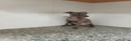 Pequeño Lebrel Italiano perros en venta: Piccolo italiano - Anuncio 2