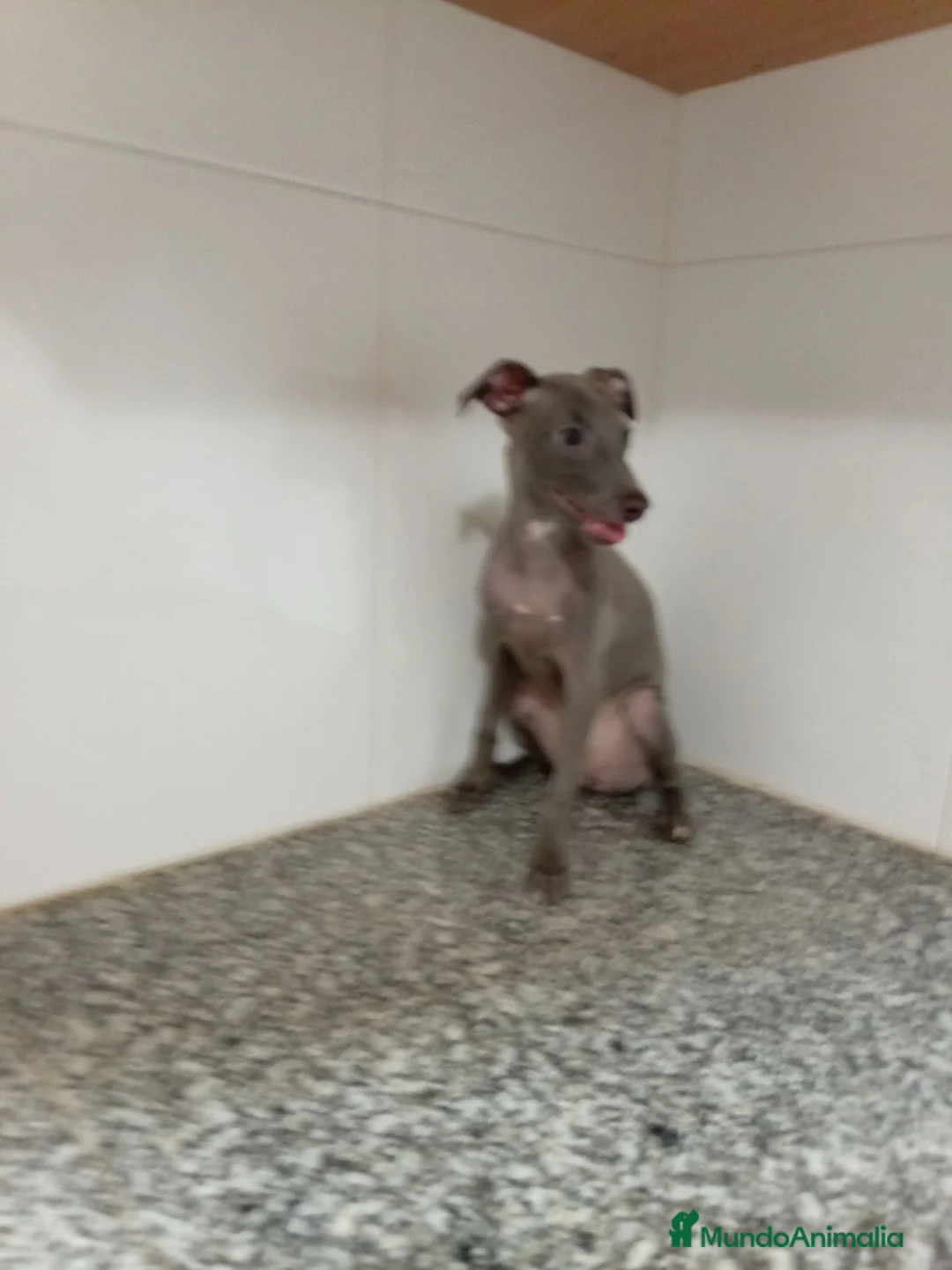 Pequeño Lebrel Italiano perros en venta: Piccolo italiano - Anuncio 2