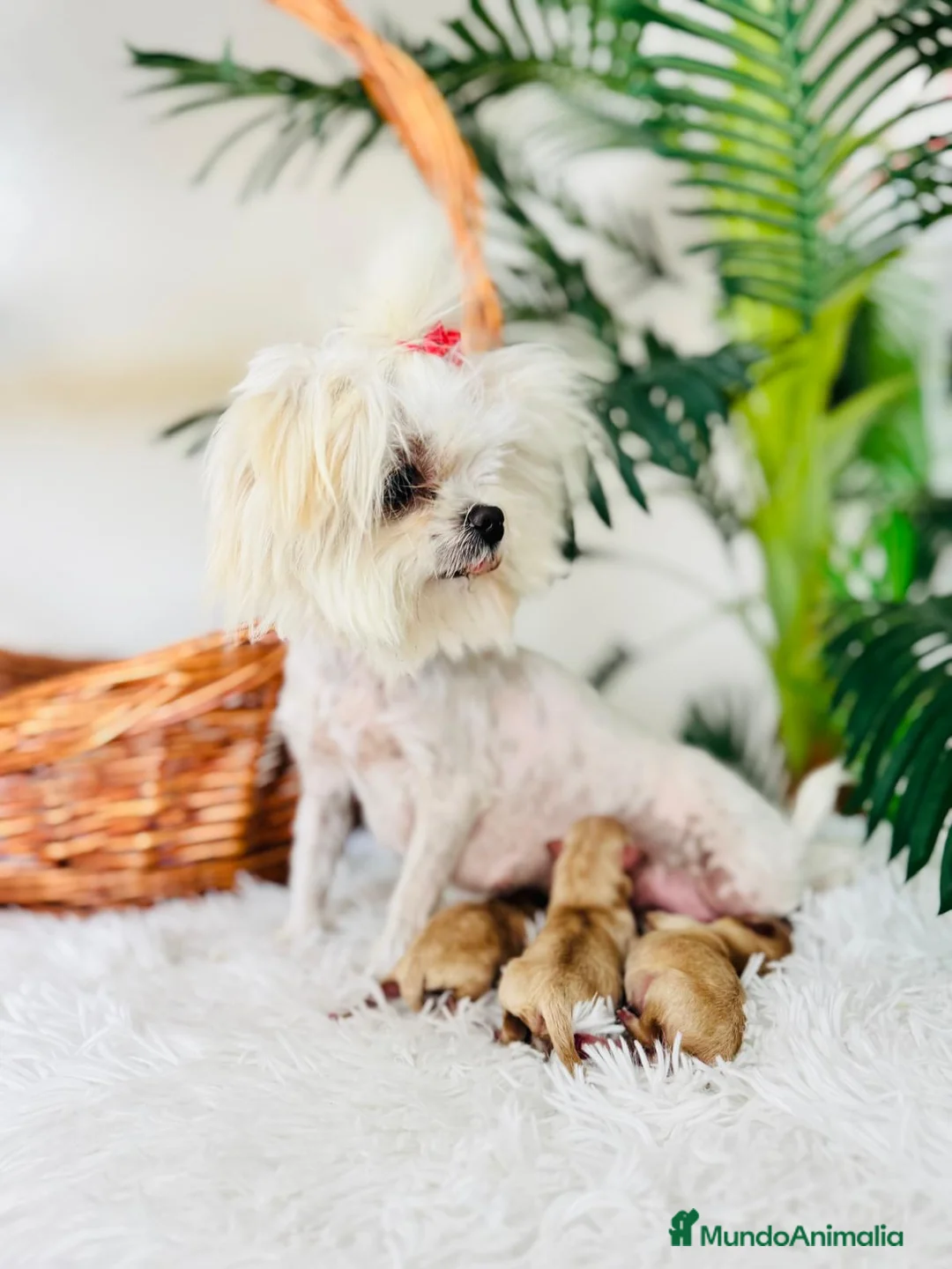 Maltipoo perros en venta: MALTIPOO TOY - Anuncio 2