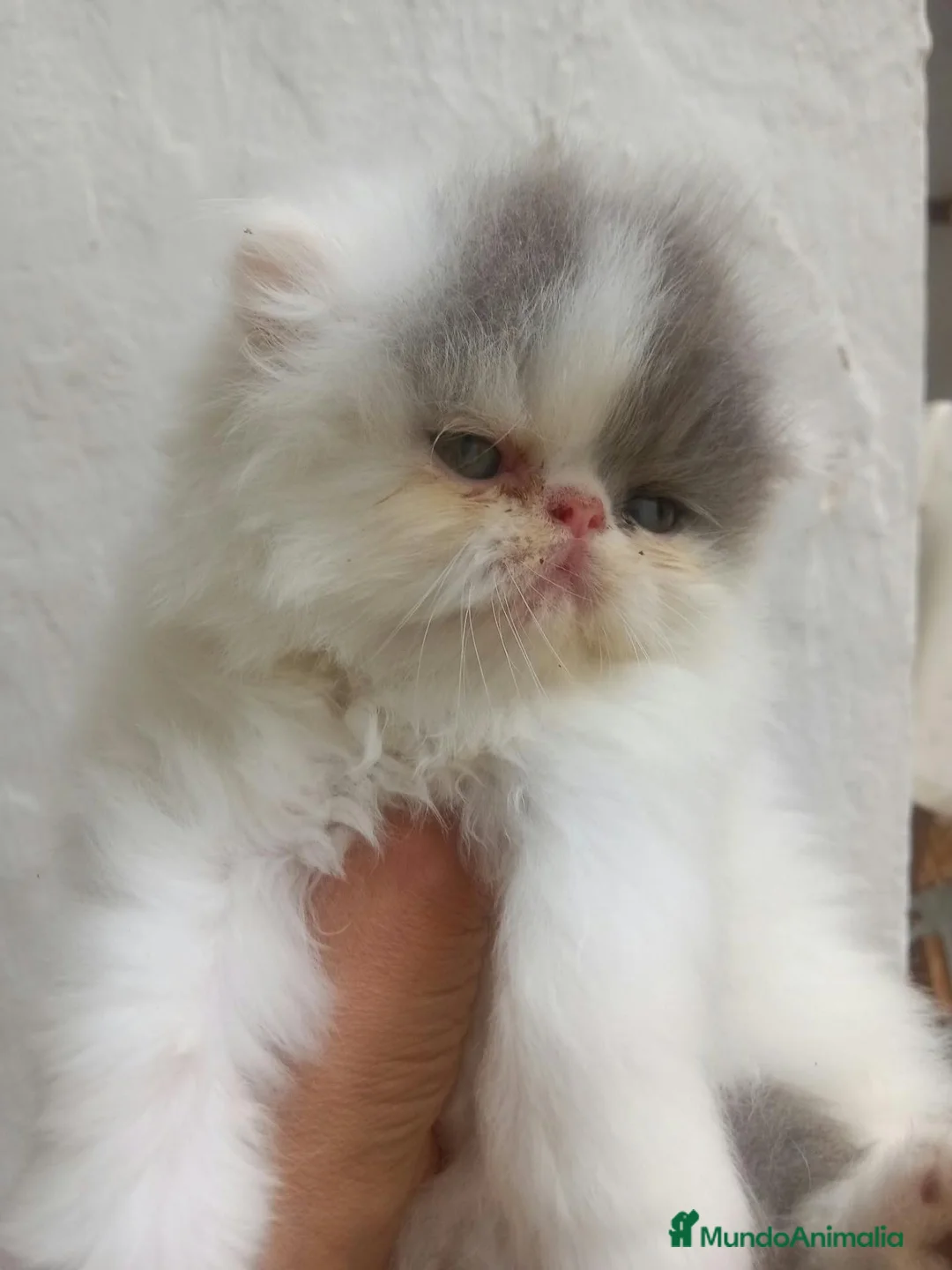 Persa gatos en venta: Persa muy chatito en Valencia - Anuncio 4