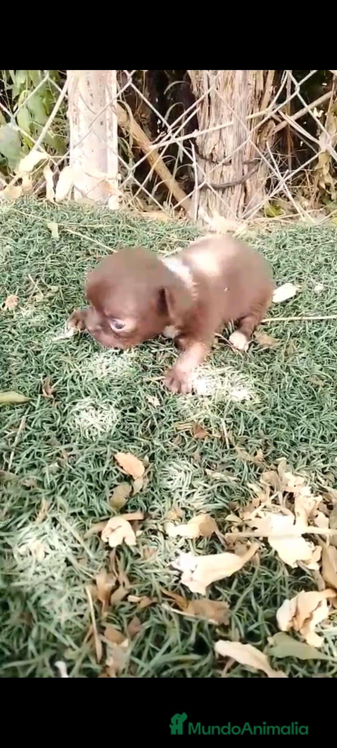Chihuahua perros en venta: Hembra de chihuahua toys  - Imagen 4