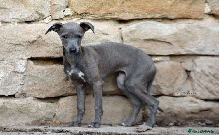 Galgo Español perros - Anuncio 1