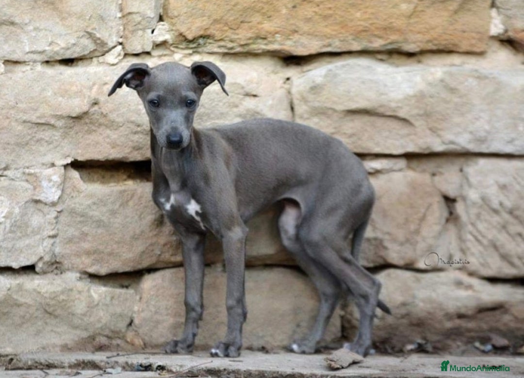 Galgo Español perros en venta: Galgo enano  - Imagen 1