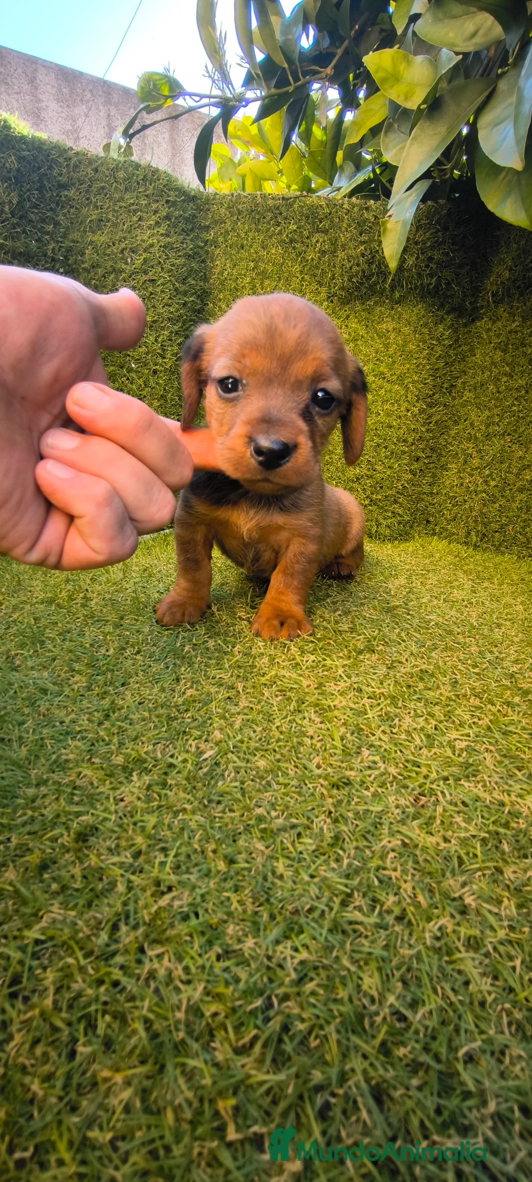 Teckel Miniatura perros en venta: camada teckel miniatura  - Anuncio 12