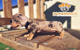 Teckel perros en venta: Teckel Arlequin chocolate - Imagen 1