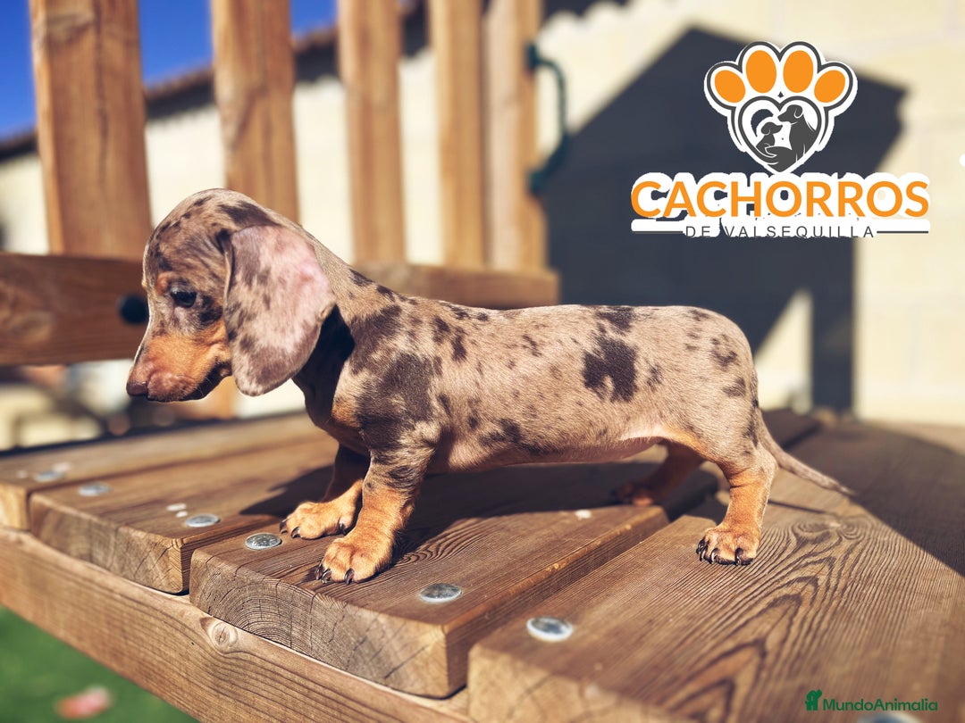 Teckel perros en venta: Teckel Arlequin chocolate - Imagen 1