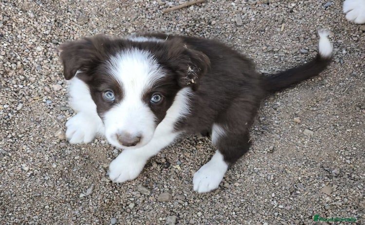 Border Collie perros - Anuncio 3