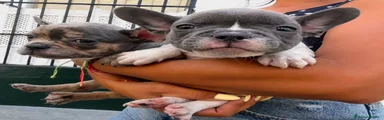 Bulldog Francés 2