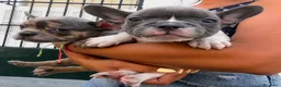 Bulldog Francés perros en venta: Bulldog francés  - Anuncio 4