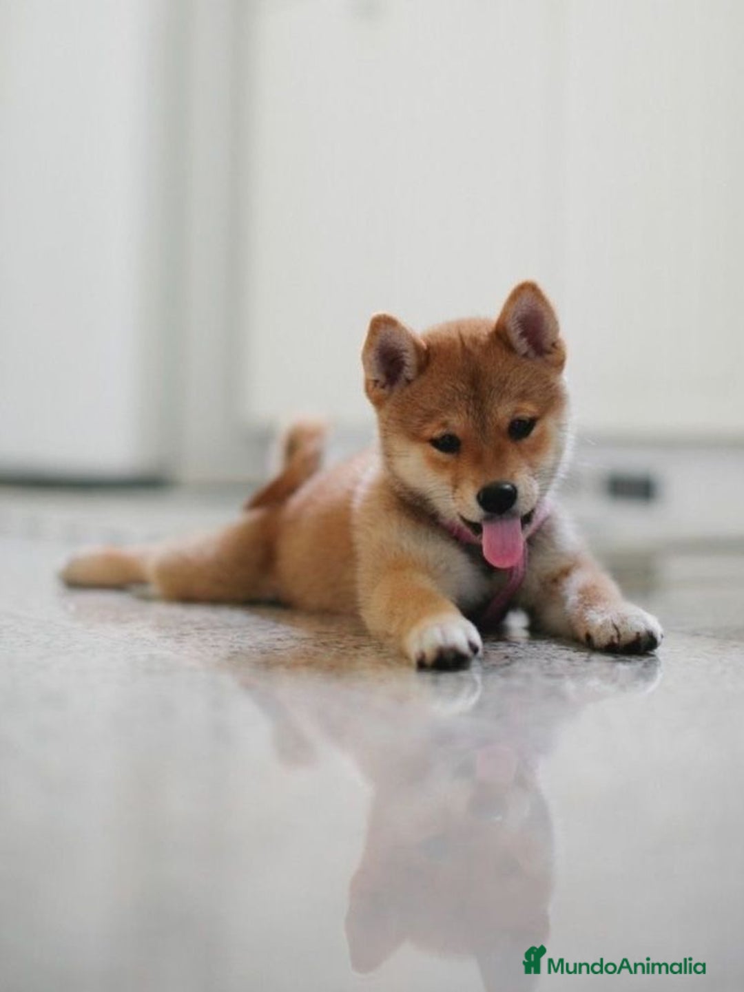 Shiba Inu perros en venta: Shiba Inu Rojo - Anuncio 1