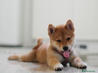 Shiba Inu perros Shiba Inu Rojo - Anuncio 1