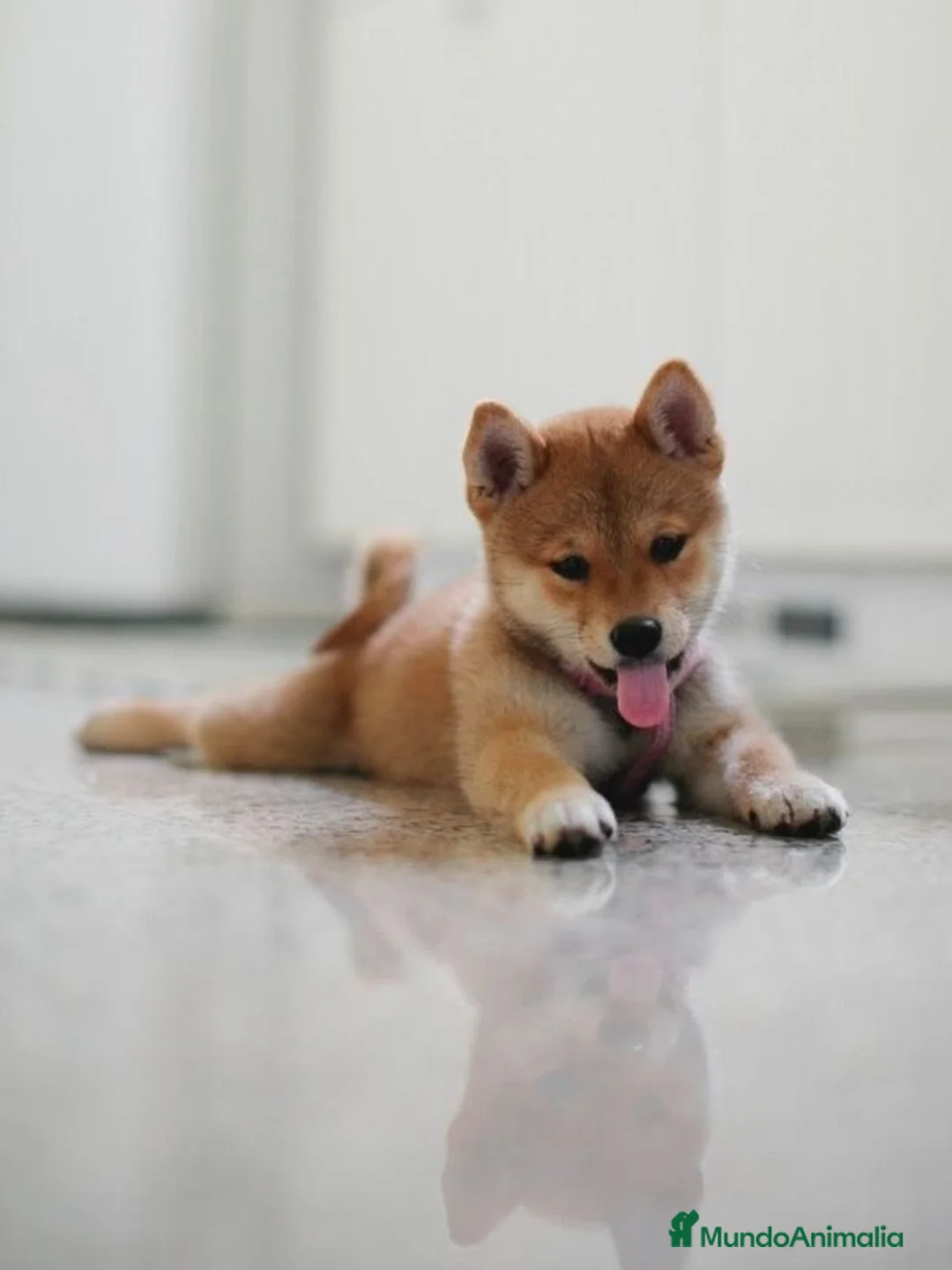 Shiba Inu perros en venta: Shiba Inu Rojo - Anuncio 1