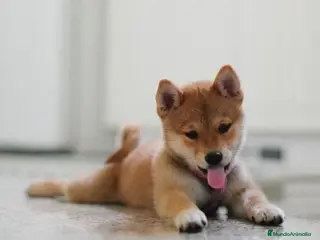 Shiba Inu perros Shiba Inu Rojo - Anuncio 9