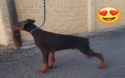 Dobermann perros en venta: Macho doberman chocolate  - Imagen 2