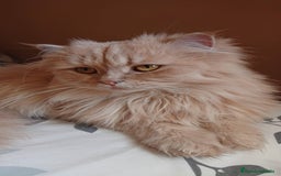 Persa gatos en venta: Gata persa - Imagen 4