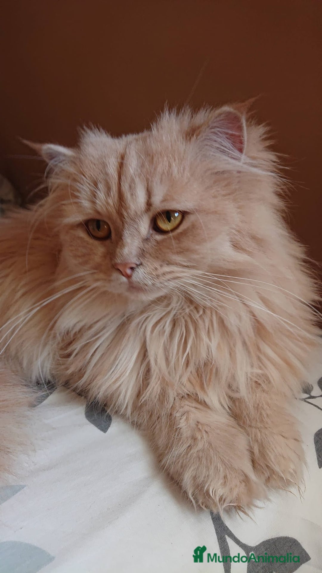 Persa gatos en venta: Gata persa - Imagen 4