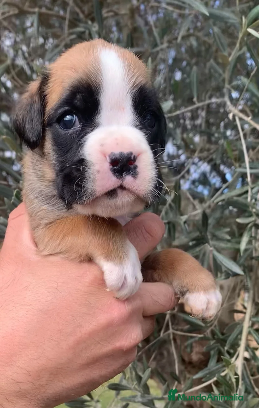 Boxer perros en venta: Magníficos cachorros BOXER, excelente genealogía - Anuncio 8