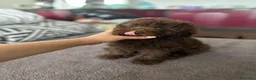 Perro de Agua Español perros en venta: PERRO DE AGUA ESPAÑOL  - Anuncio 8
