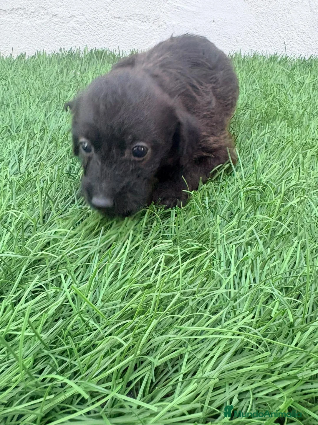 Raza Mixta perros en venta: Pootalian - Anuncio 13