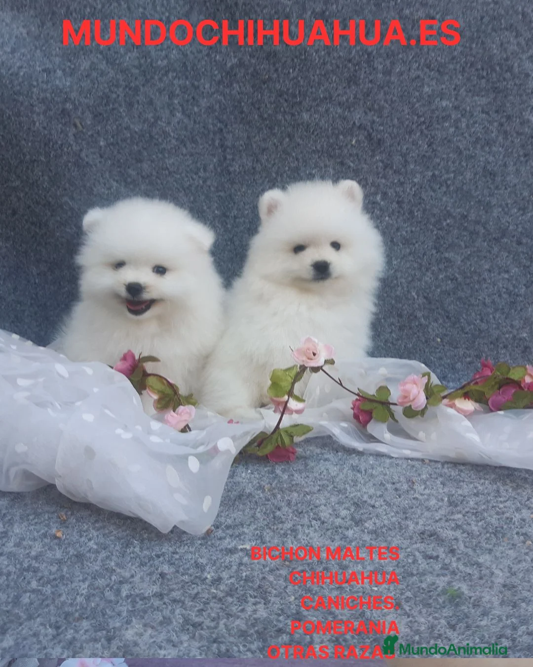 Pomerania perros en venta: IMPRESIONANTES POMERANIA MACHOS Y HEMBRAS  - Anuncio 1