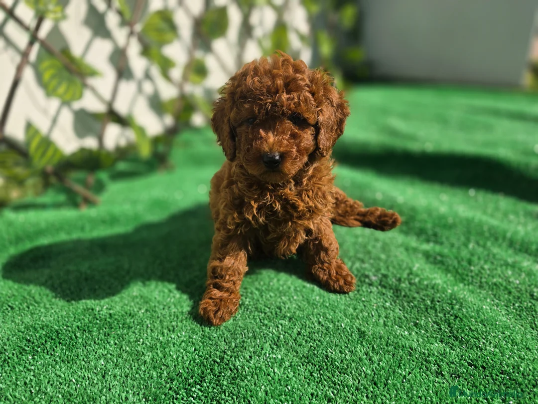 Caniche Enano perros en venta: CANICHE TOY  - Anuncio 3