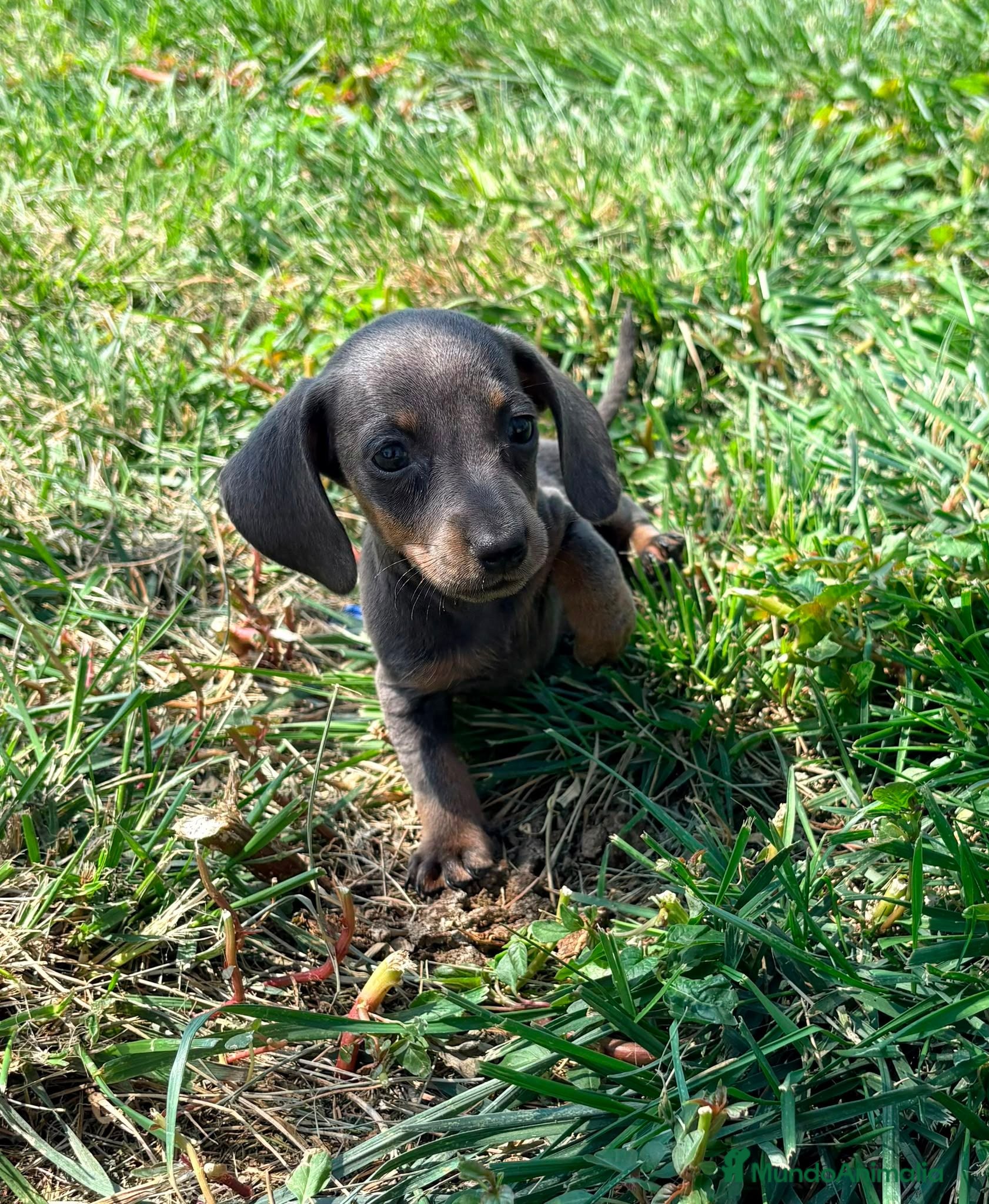 Teckel Miniatura perros Teckel kaninchen - Anuncio 14