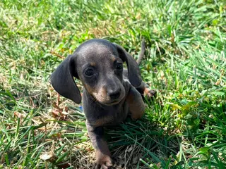 Teckel Miniatura perros Teckel kaninchen - Anuncio 3