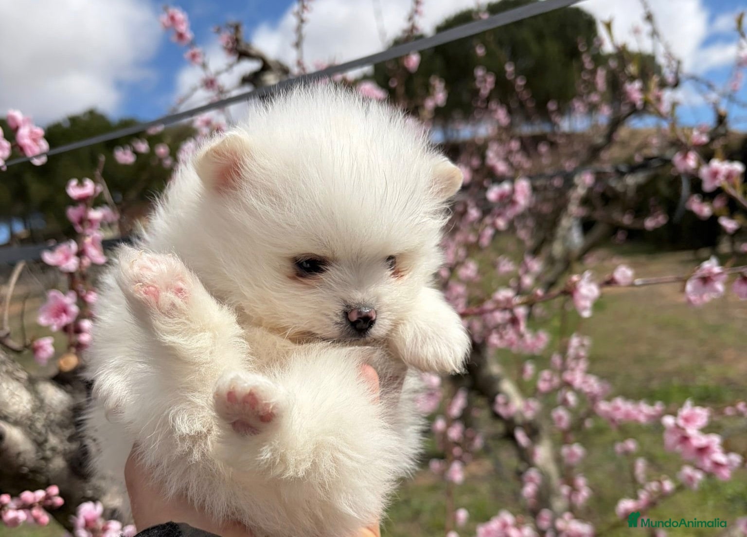 Pomerania perros Pomerania blancos !!! - Anuncio 1