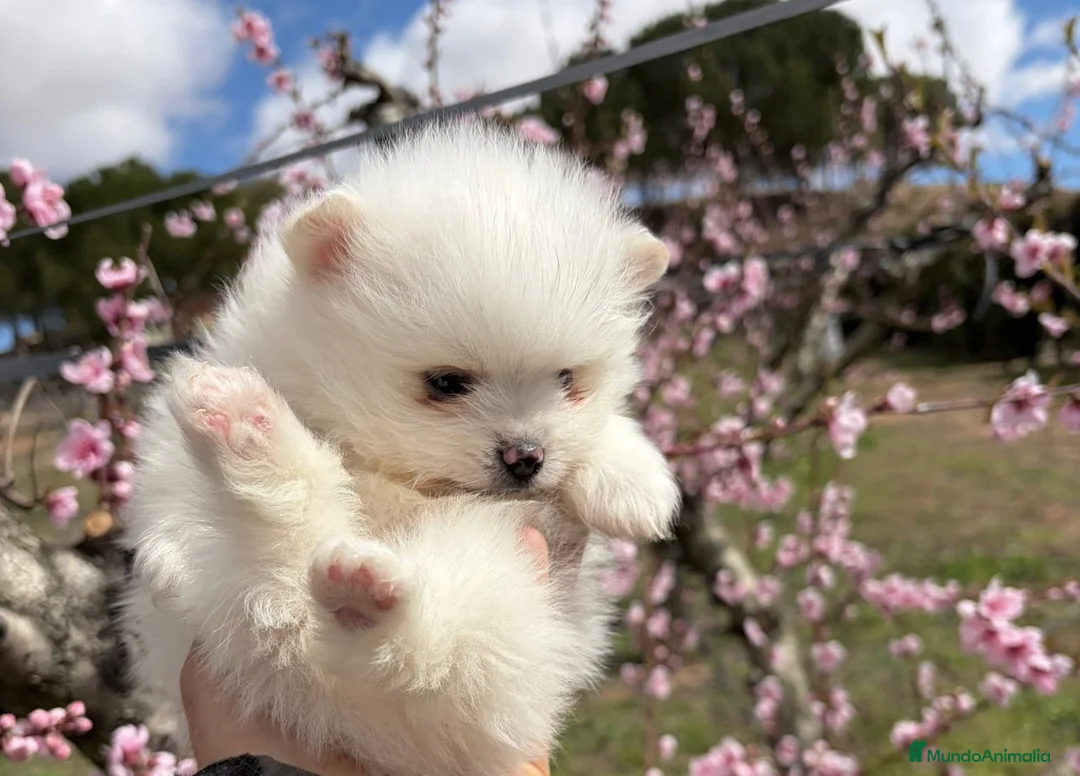 Pomerania perros en venta: Pomerania blancos !!! - Anuncio 1