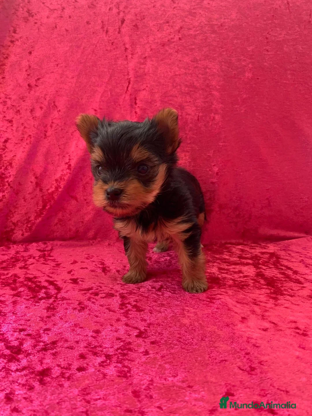 Yorkshire Terrier perros en venta: 🐾 Yorkshire Terrier – disponibles para reserva 🐾 - Anuncio 2