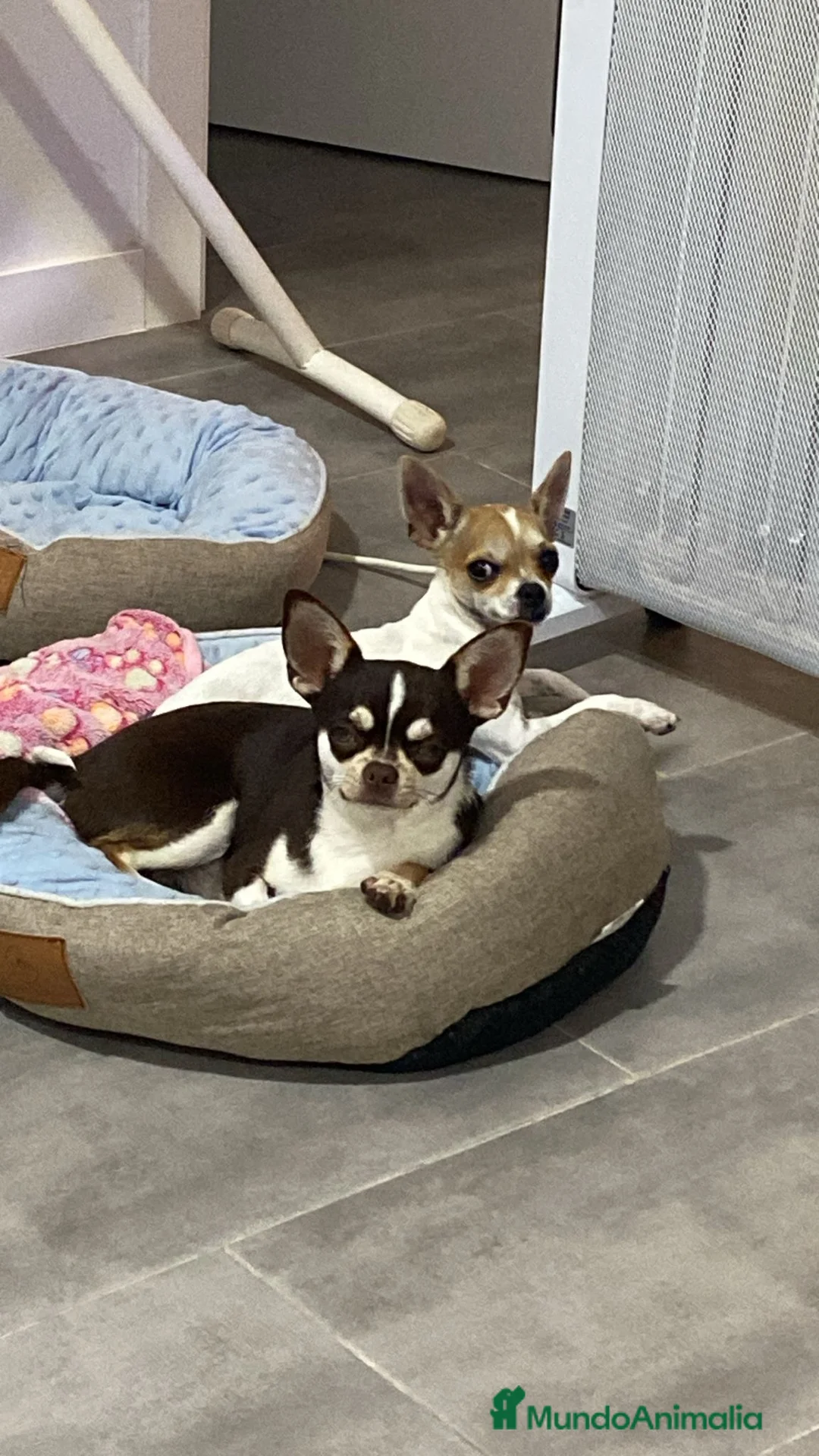 Chihuahua perros en venta: Chihuahua  - Anuncio 2