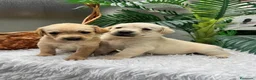 Labrador Retriever perros en venta: LABRADOR RETREVIER - Anuncio 10