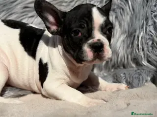 Bulldog Francés perros Bulldog macho bulldog Frances vaca - Anuncio 3
