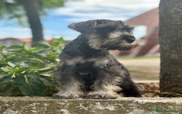 Schnauzer Miniatura perros en venta: SCHNAUZER MINIATURA ESPECTACULAR - Imagen 5