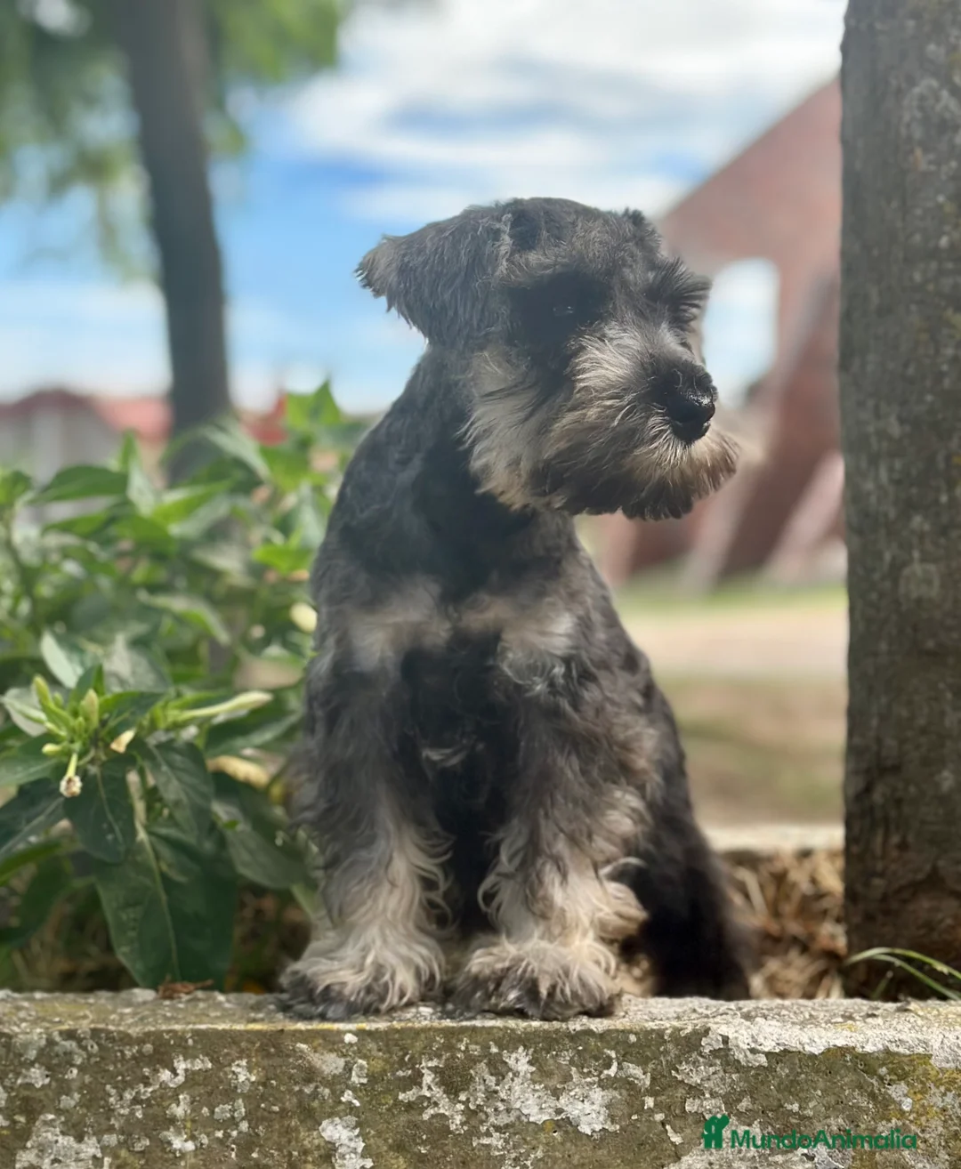 Schnauzer Miniatura perros en venta: SCHNAUZER MINIATURA ESPECTACULAR - Anuncio 5