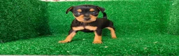 Pinscher Miniatura perros en venta: Pincher miniatura  - Anuncio 2