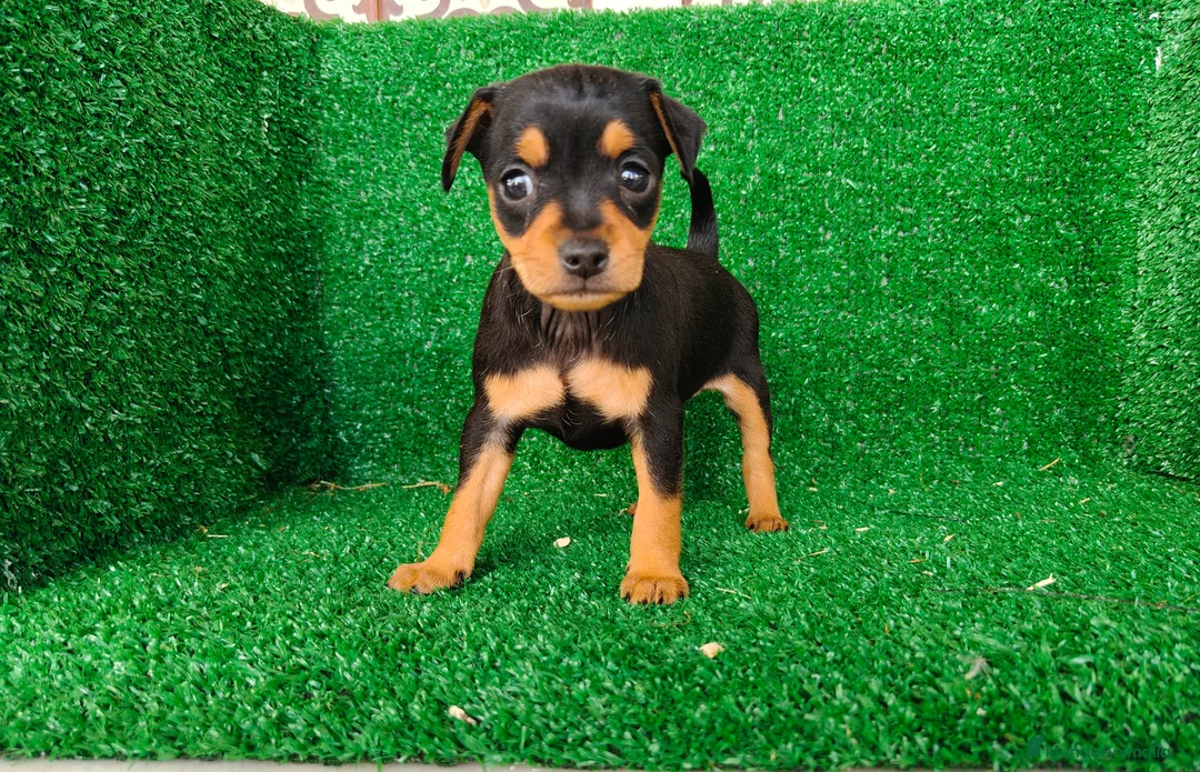 Pinscher Miniatura perros en venta: Pincher miniatura  - Anuncio 2