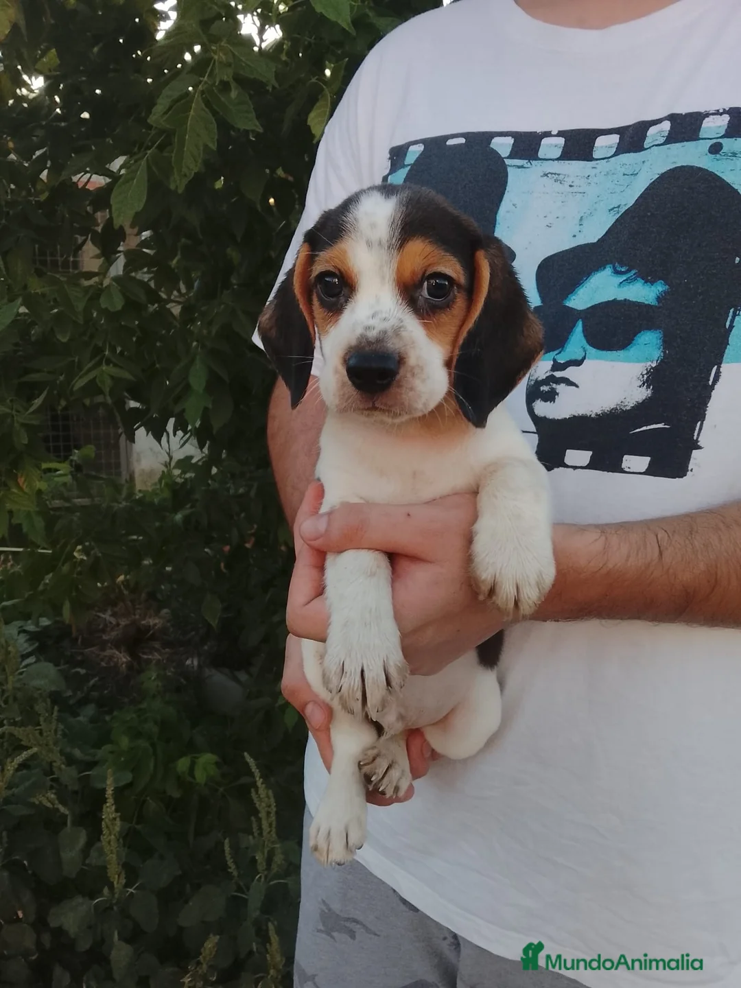 Beagle perros en venta: Beagle disponibles 🐶🐾 - Anuncio 2
