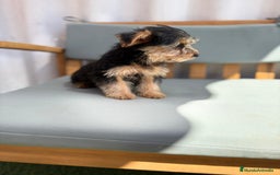 Yorkshire Terrier perros en venta: Yorkshire toy - Imagen 2