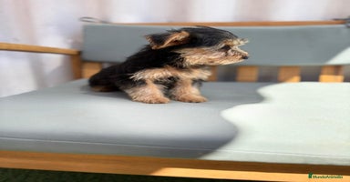 Yorkshire Terrier perros - Propaganda 5