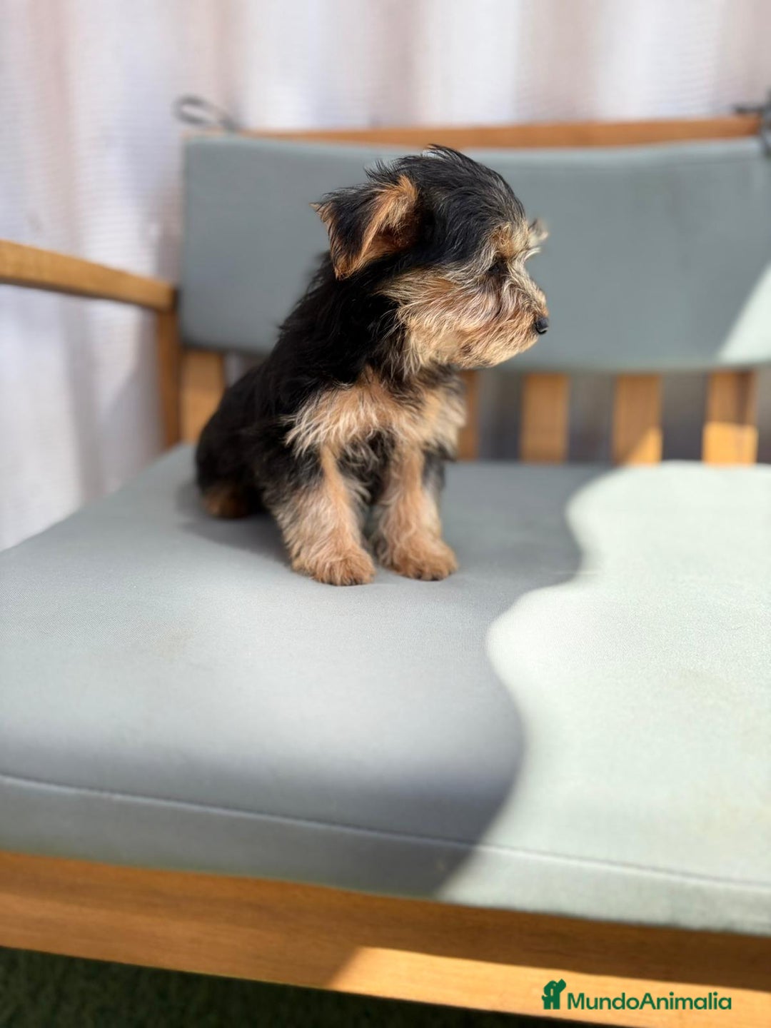 Yorkshire Terrier perros en venta: Yorkshire toy - Imagen 2