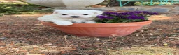Bichón Maltés perros en venta: Bichon maltés preciosos cachorritos!!! - Anuncio 9