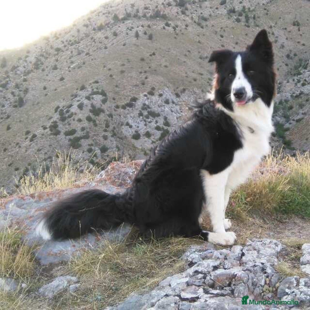 Border Collie perros en venta: Border collie standar  - Anuncio 7