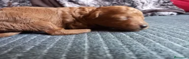 Caniche Toy Cachorro 1