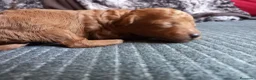 Caniche Toy perros en venta: Poodle Caniche toy rojo cachorro. - Anuncio 4