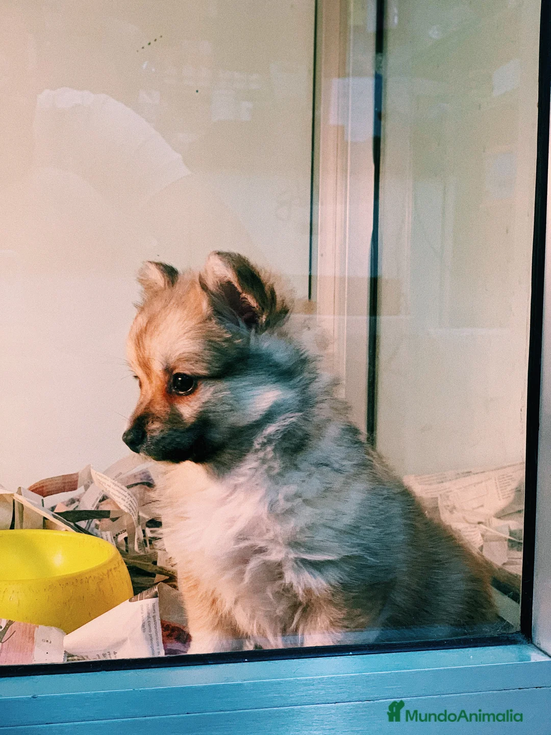 Pomerania perros en venta: Cachorros Pomerania 700€ PRECIO REAL - Anuncio 4