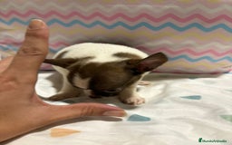 Chihuahua perros en venta: Chihuahua toy rusa - Imagen 2