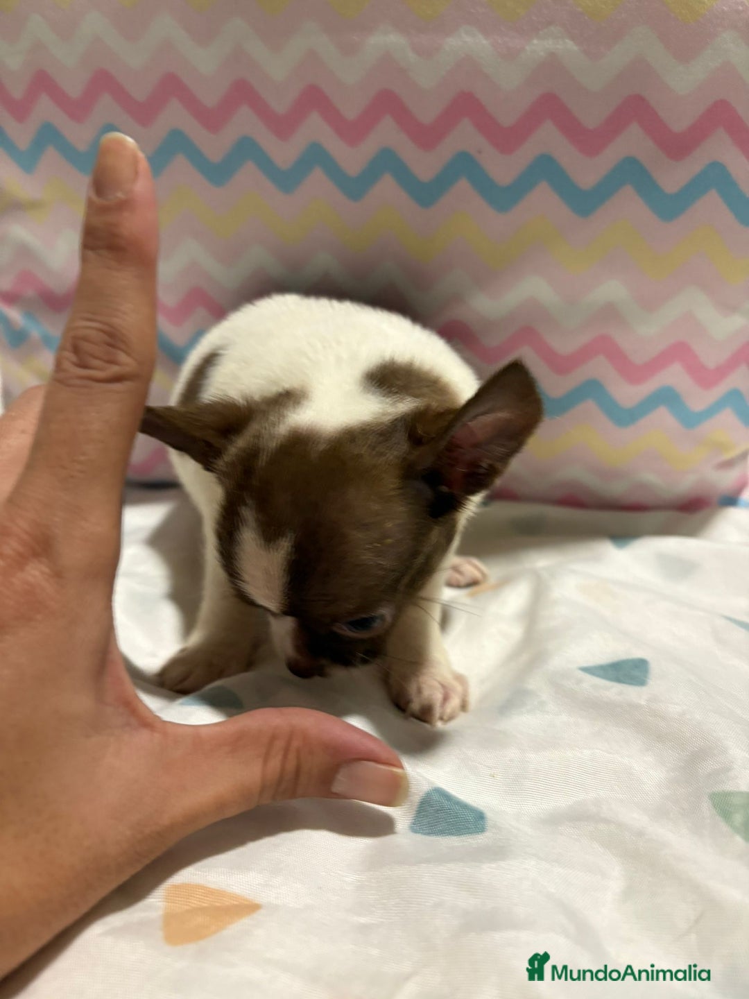 Chihuahua perros en venta: Chihuahua toy rusa - Imagen 2
