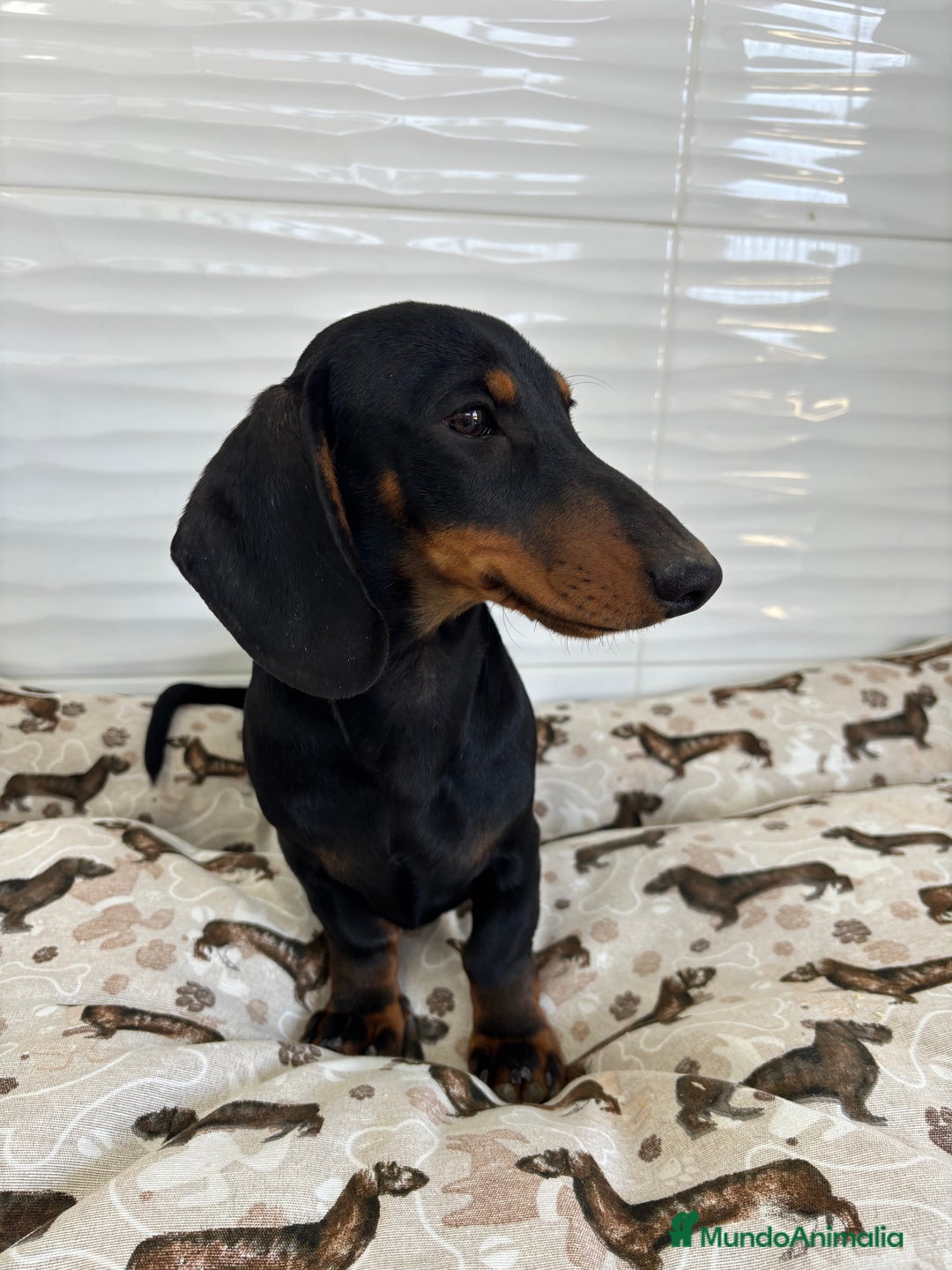 Teckel Miniatura perros en venta: TECKEL MINIATURA  - Imagen 4